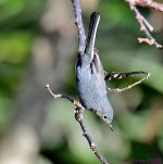 DSC_1322_001.JPG