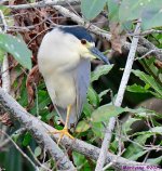 DSC_1384_001.JPG