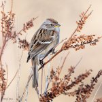 TreeSparrow-572.jpg