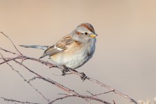 TreeSparrow-573.jpg