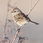 TreeSparrow-574.jpg