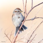TreeSparrow-575.jpg