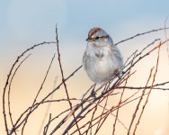 TreeSparrow-576.jpg