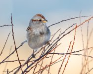 TreeSparrow-577.jpg