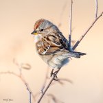 TreeSparrow-578.jpg