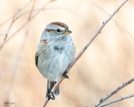 TreeSparrow-579.jpg