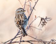 TreeSparrow-580.jpg