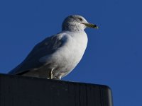 Gull5.jpg