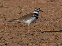 Killdeer2.jpg