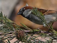 Sparrow4.jpg