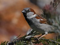 Sparrow6.jpg
