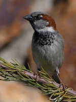 Sparrow7.jpg