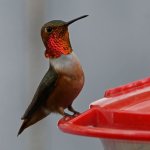 Hummer4.jpg