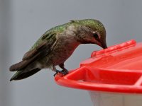 Hummer6.jpg