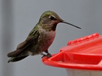 Hummer5.jpg