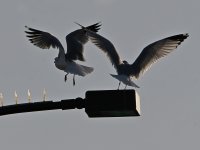 Gull.jpg