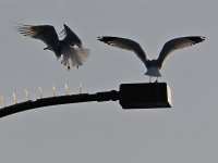 Gull2.jpg