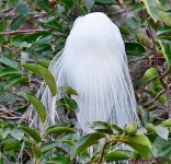 DSC_1396_001.JPG