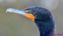 DSC_1405_001.JPG