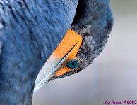 DSC_1411_001.JPG