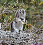 DSC_1433_001.JPG