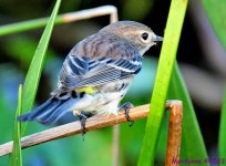 DSC_1451_001.JPG