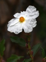 Cistus2.jpg