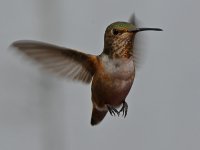 Hummer.jpg