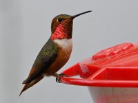 Hummer10.jpg