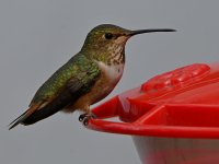 Hummer4.jpg