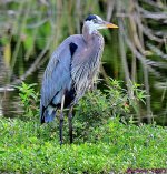 DSC_1535_001.JPG