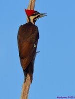 DSC_1541_001.JPG