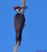 DSC_1557_001.JPG