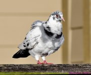 DSC_1582_001.JPG