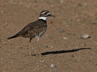 Killdeer.jpg