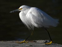 Egret3.jpg