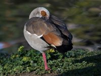 Goose.jpg