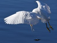 Egret5.jpg