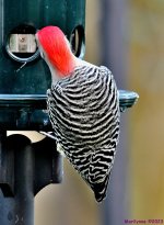 DSC_1628_001.JPG