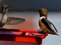Hummer15.jpg