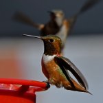 Hummer17.jpg