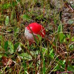DSC_9976_001.JPG