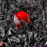 DSC_9978_001.JPG