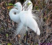 DSC_1654_001.JPG