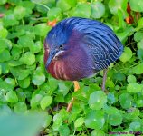 DSC_1674_001.JPG