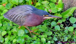 DSC_1679_001.JPG