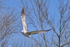 560_0066R_L_cr.jpg