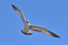 560_0070R_L_cr.jpg