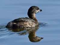 Grebe.jpg