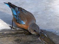 Bluebird6.jpg